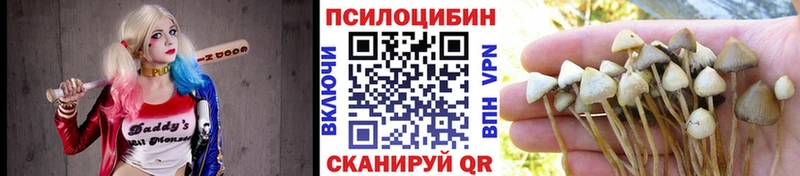 Галлюциногенные грибы Psilocybe  купить наркоту  Ардон 